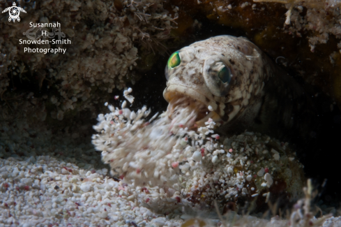 A Banded Jawfish