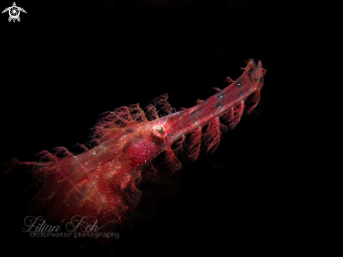 Hairy Ghost pipefish