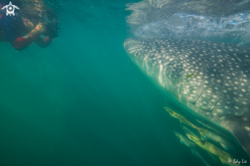 A Whaleshark