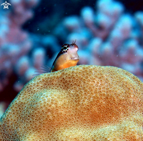 A Gobiidae | Goby Fish