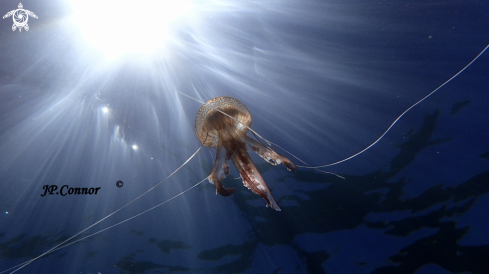 A Pelagia noctiluca | méduse pélagique