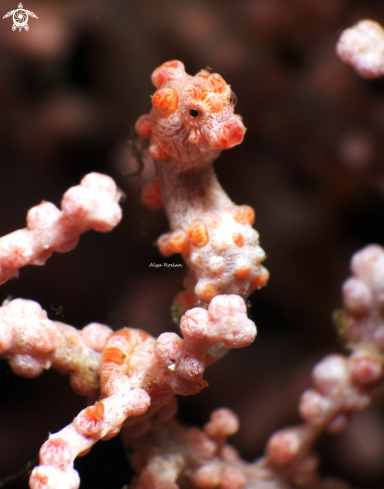 A Pygmy Seahorse