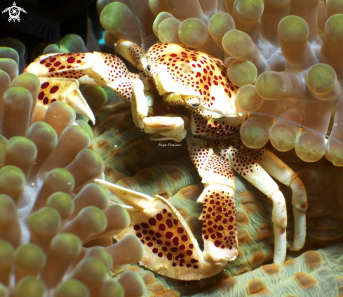 A Neopetrolisthes Ohshimai | Porcelain Crab