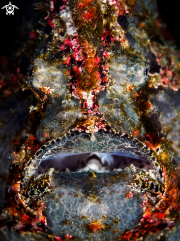 A Antennarius Commerson | Giant Frogfish