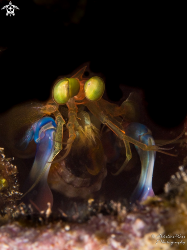 A Mantis shrimp