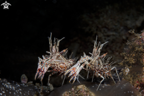 A tiger shrimp