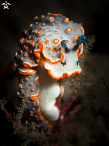 A Dermatobranchus ornatus nudibranch