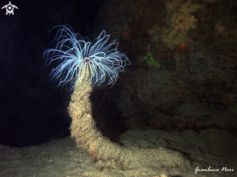 A Cerianthus membranaceus | Cerianto