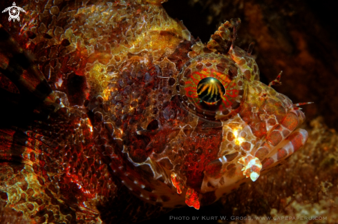 A Skorpion Fish