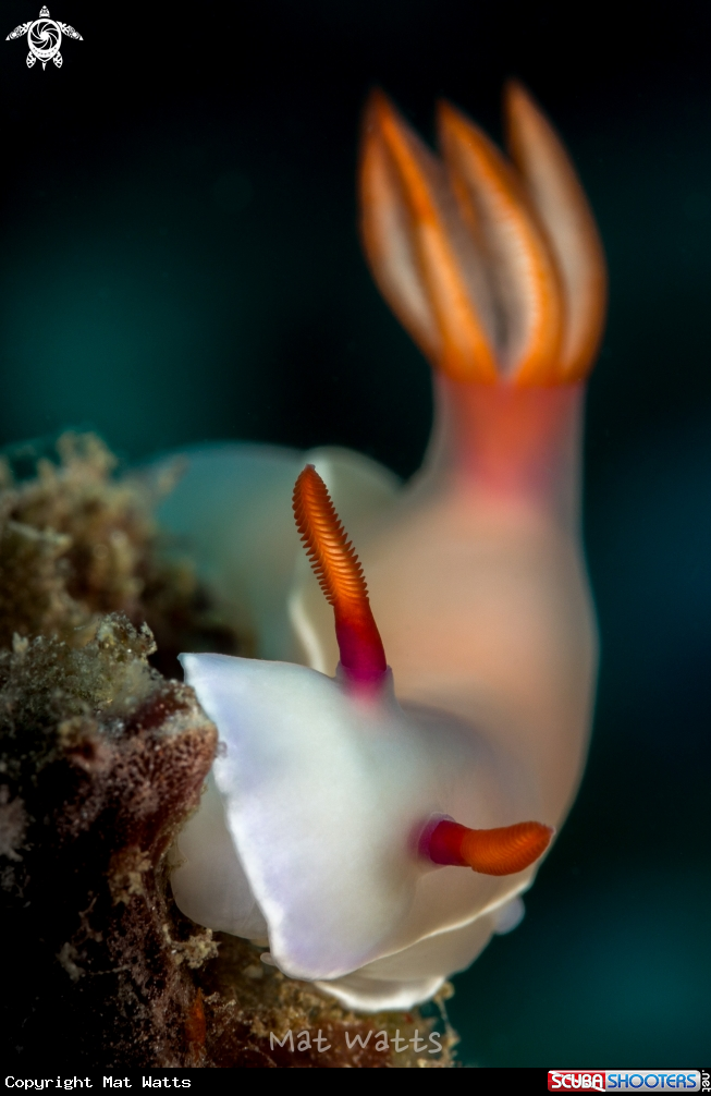 A Pink Nudibranch
