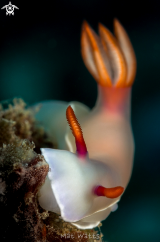 A Pink Nudibranch