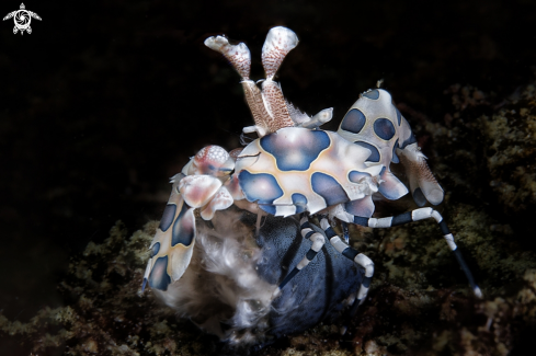 A arlequin shrimp