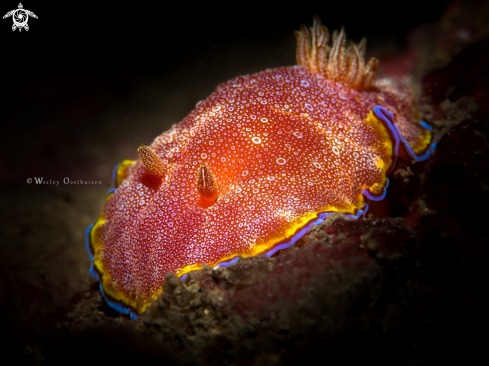 A Goniobranchus albopunctatus | Nudibranch