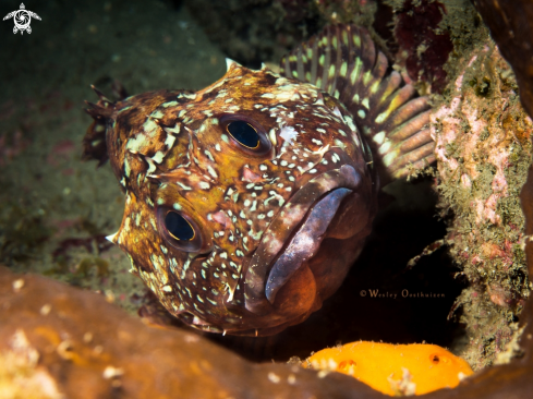 A Scorpaenidae sp. | Scorpionfish