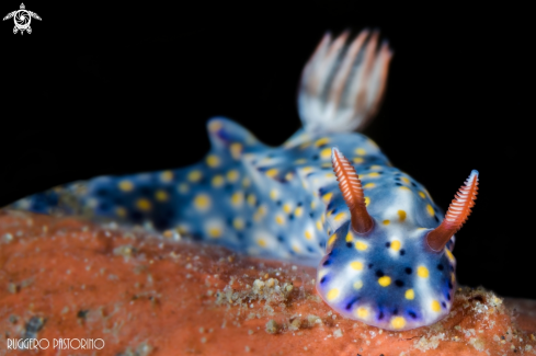 A Hipselodoris infucata | Nudibranch