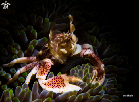 A Porcelaine crab