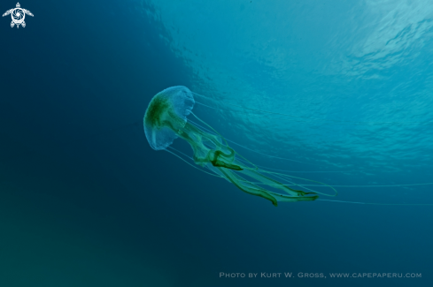 A Chrysaora colorata | Jelly Fish