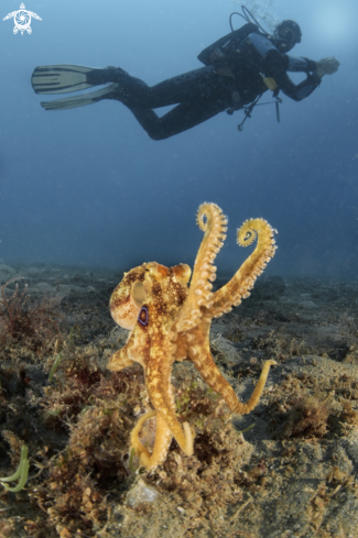 A Two-spot Octopus