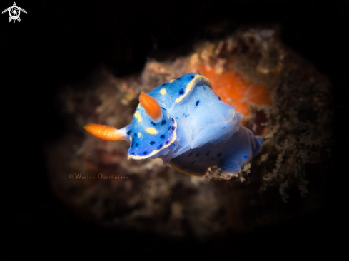 A Hypselodoris infucata | Painted Hypselodoris nudibranch