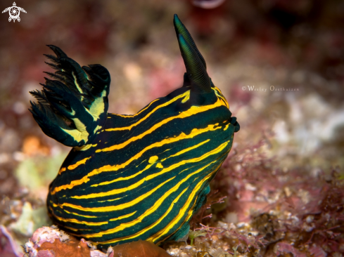 A Bordered Roboastra nudibranch