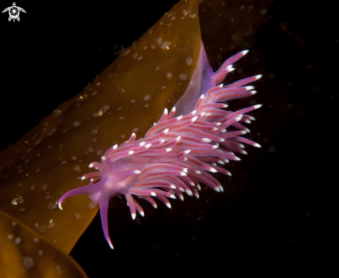 A Flabellina pedata | Flabellina pedata 