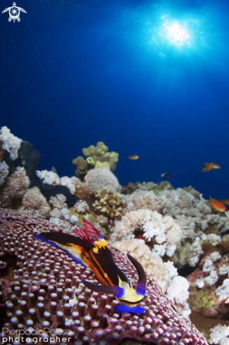 A Nudibranch