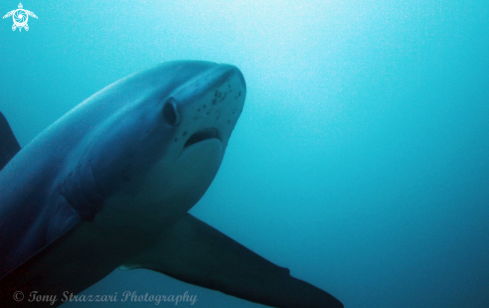 A Thresher shark