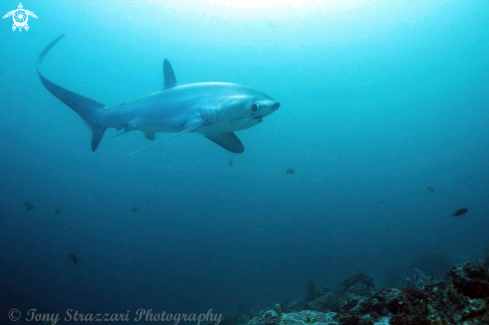 A Thresher shark