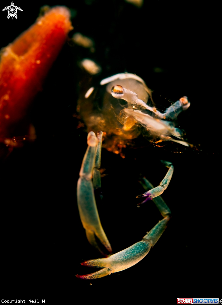 A Common Shrimp