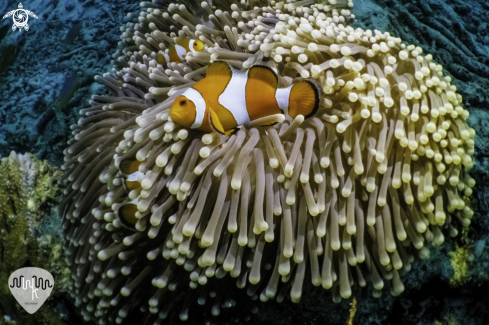 A Amphiprion ocellaris | ocellaris