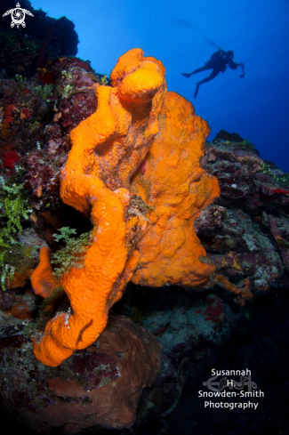 A Elephant Ear Sponge