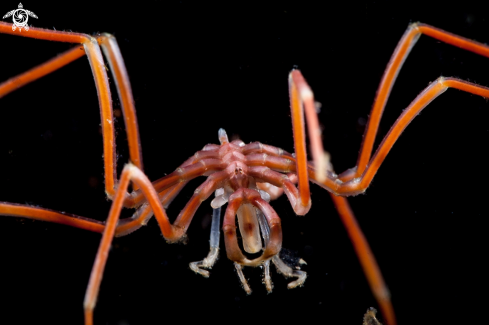 A Sea Spider