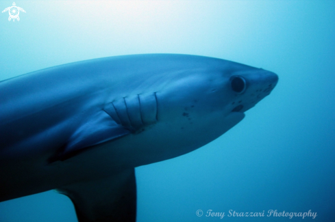 A Thresher shark