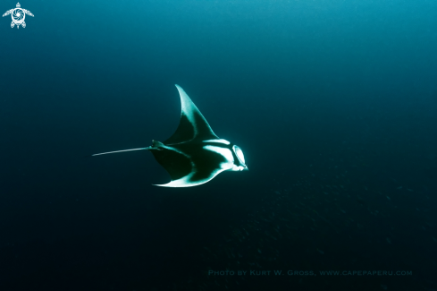 A Manta birostris | Ocean Manta