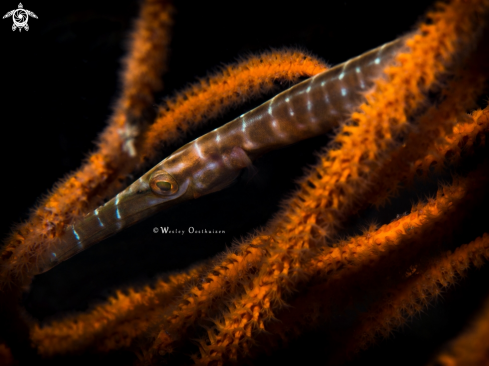 A Aulostomus chinensis | Juvenile Chinese Trumpetfish