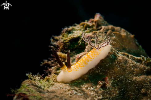 A Taringa halgerda. | NUDIBRANCH