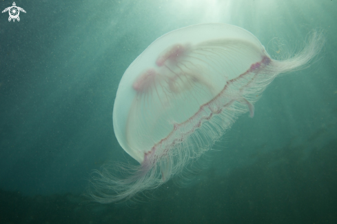 A Jellyfish | Jellyfish