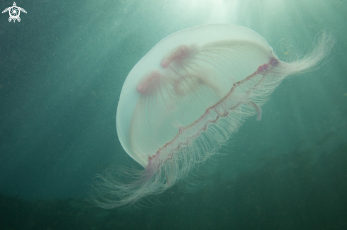 A Jellyfish