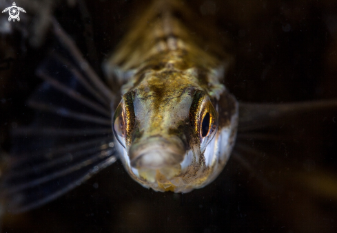 A Stickleback