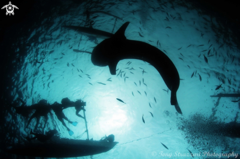 A Whale shark