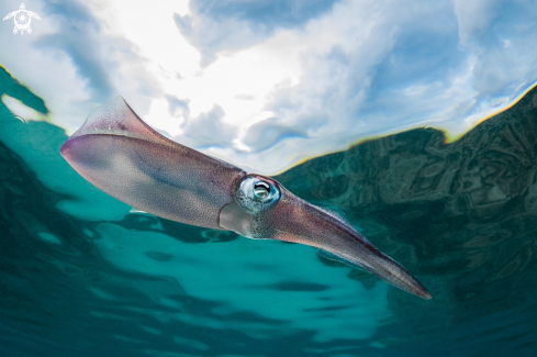 A Sepioteuthis sepioidea | Caribbean reef squid