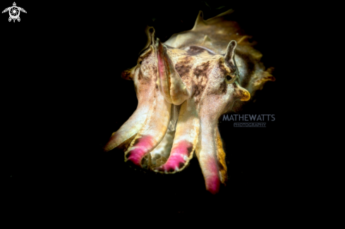 A Metasepia pfefferi | Flamboyant Cuttlefish