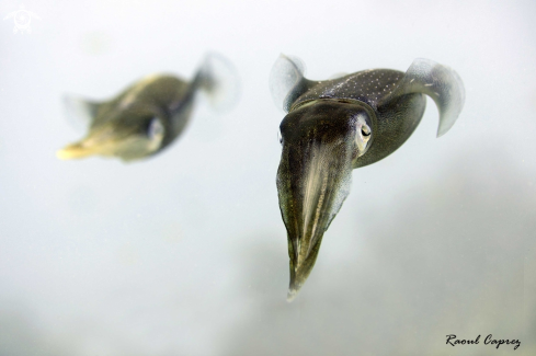 A Sepia sp. | Cuttle fish