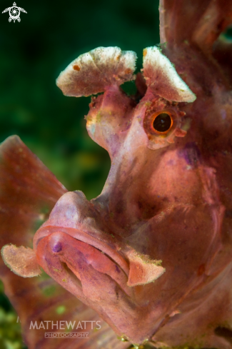 A Paddle flap Scorpionfish