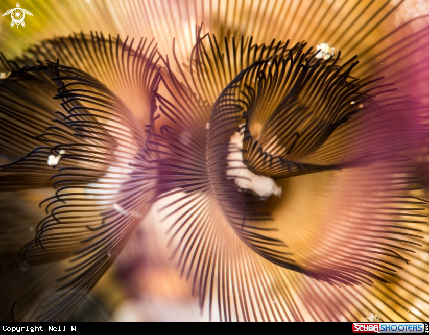A sea anemone