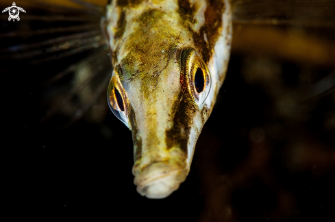 A Stickleback