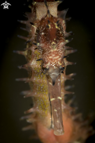 A Hippocampus | Sea horse