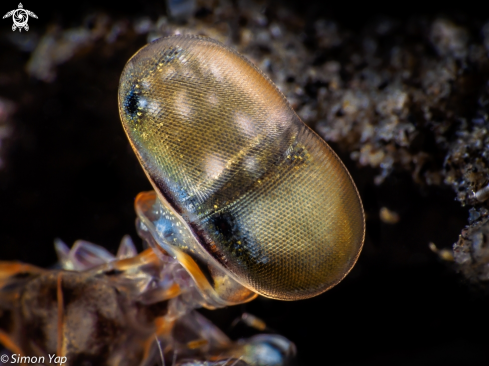 A Mantis shrimp