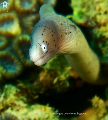 A Juvenile eel