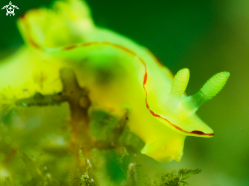 A Yellow Nudi